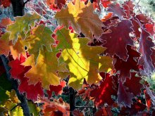 Kolorieren Herbst / ***