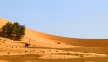 Camel / ***