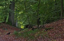 Walk in the Woods / *****