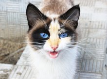 Condo streunende Katze mit / ***