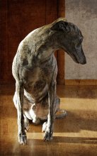 Loneliness (Sokrates) / Whippet