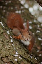 Eichhörnchen / ***