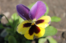anyutkiny Augen / ***