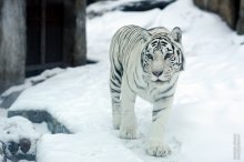 Tiger / ***