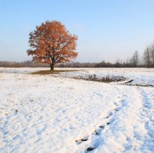Der erste Schnee / ***