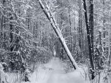 Wald Graphics / ***