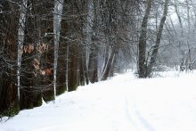 Winter / ***