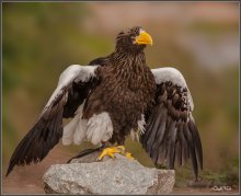 Über die Vögel-4 / ***