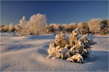 Im Wald, am Rande / ***