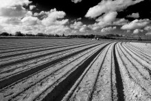 Feld / ***