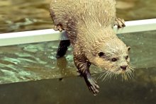 Otter / ***