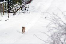Lonely cat / ******