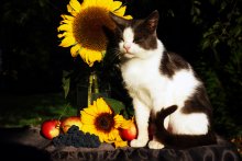 Crossfield cat / ***