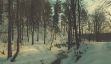 Cryptic Forest / ***