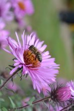 bzzz .... / ***