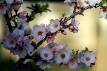 Blossomed Mandel / ZZZZZZZZZZZZ