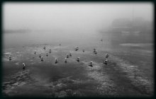 Wo sind die Fische ...... / ***