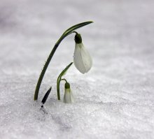 Echte snowdrop / ***