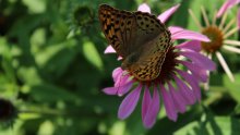 Schmetterling / ***