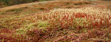 Moss Spikes / ***