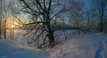 Winter Oak / ***