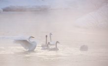 Swan Kamtschatka / ***