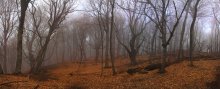 Wald in Erwartung des Frühlings / ***