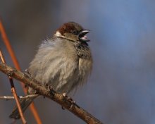 "Hurra Frühling-ah ..." / ***