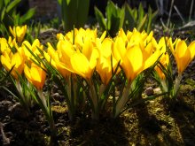 Stück Sonne / ***
