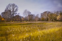 Golden field. / ***