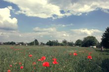 Mohn / ***