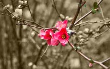 Blooms / ***