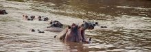 Behemoth klaffte Brot bittet hippo / ***