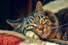 Katze / ....