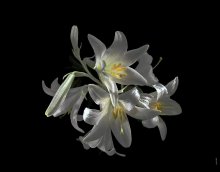 Lilies / ................................