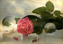 Sketch mit rose ... / ***