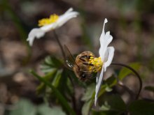 Der Frühling ist gekommen! An die Arbeit! / ---