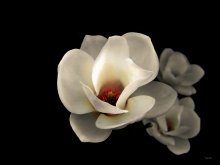 Magnolia / ........................