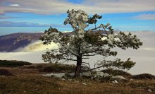 Lone Pine / ***