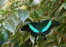 Segelboot Palinuro / Papilio palinurus