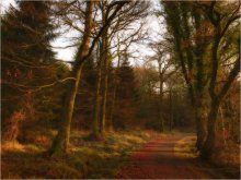 ...mysterious wood... / ***