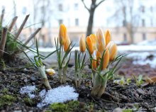 Schneeglöckchen / ***