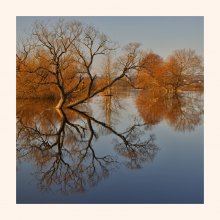 Bathe willow / ***