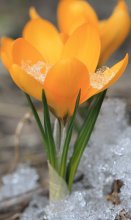 Frühling / ***