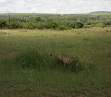 Erfolgreiche Jagd / ***
