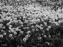 *black n white* / *black n white*