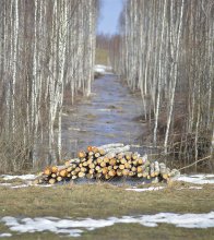 Birch .... / *******