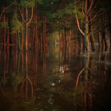 Zauberwald / ***