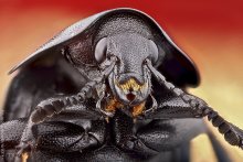 Beetle / ***