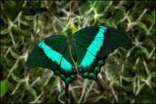 Farben der Natur / ***